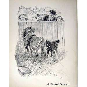    C1935 Frank Hart Sketch Horses Circus Pony Jousting