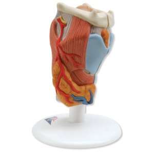  3B Scientific Larynx, 2 part