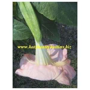  Brugmansia Insignis Pink  Gallon Patio, Lawn 