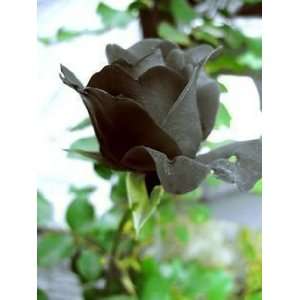  Black Rose Flower Rare  5 Seeds Patio, Lawn & Garden