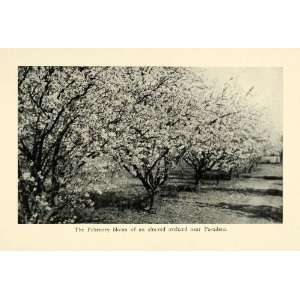  1913 Print Bloom Almond Tree Orchard Pasadena California 