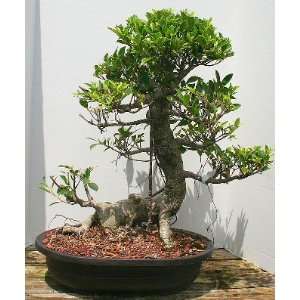 Ficus Retusa Bonsai Tree.(ficus retusa) Grocery & Gourmet Food