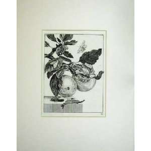  Antique Print Fruit Plant Insects Butterfly Moth Fly
