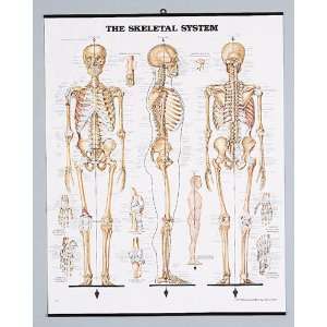  Graham Field Grafco Skeletal System Chart, Plastic, 20 x 