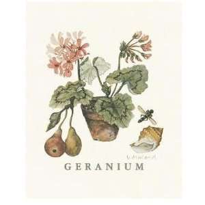  Geraniums Poster Print