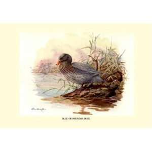  Exclusive By Buyenlarge Blue or Mountain Duck 12x18 Giclee 