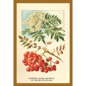  Flowers Leaves and Fruit Of The Mountian Ash. 12x18 Giclee 