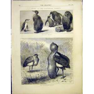   Sketch Australian Bustard King Penguin Old Print 1872