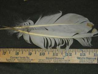Educational lot various species bird feathers samples  