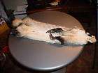 Badger Tanned fur pelt w/4 ft clws fur makes a sporran