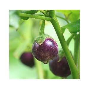  Purple Eggplant Patio, Lawn & Garden