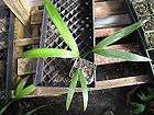 Live Gaussia gomez pompae Mexican Bottle Palm Tree Seedling