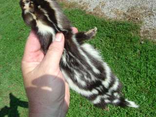 Oregon origin Civet pelt tanned hide spotted skunk fur trap w/ft clws 