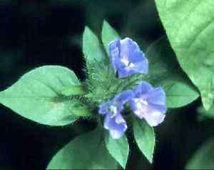 Jacquemontia Smallflower Morning Glory   10 seeds  
