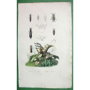  BEETLES Natural History   SUPERB H/C Color Antique Print 