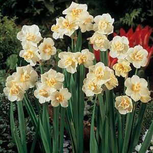  Double Daffodil Bulbs Cheerfulness Patio, Lawn & Garden
