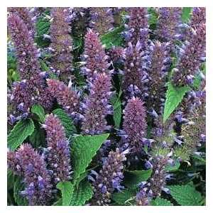  Agastache Seeds Patio, Lawn & Garden