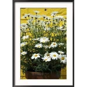  Argyranthemum Frutescens in Pot Yellow Wall Framed 