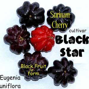 LIVE SEEDLINGS Surinam Cherry Fruit Tree cultivar BLACK STAR Eugenia 
