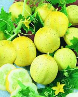 These lemon cucumbers are a real gem. Pick them small, about lemon 