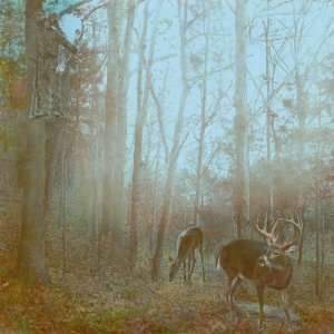  Bowhunting Deer 12 x 12 Paper