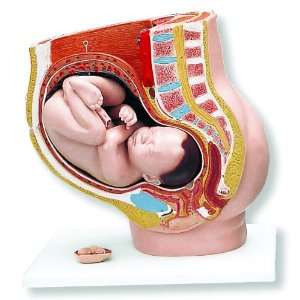 3B Scientific L20 3 Part Pregnancy Pelvis Model, 15 Length x 9.8 