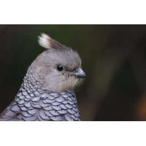  Blue Scaled Quail Taxidermy Photo Reference CD Sports 