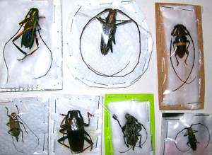 Taxidermy REAL Insect Lot of 5 cerambycidae PERU Nice  