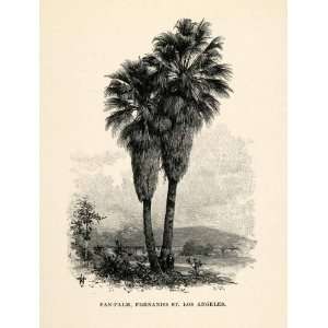  1902 Wood Engraving Fan Palm Tree Fernando St. Los Angeles 