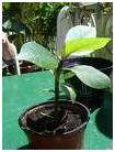 Growing Plumeria From Seed