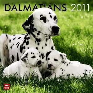  Dalmatians 2011 Wall Calendar 12 X 12