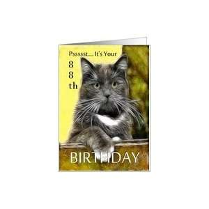    Birthday ~ Age Specific 88th ~ Cat in a box Card Toys & Games