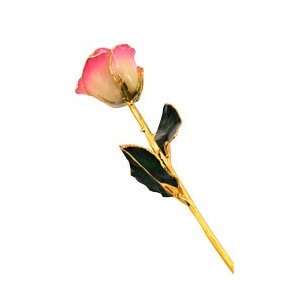  Gold Dipped White and Pink Real Rose