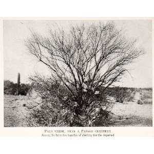  1912 Print Tree Branches Palo Verde Papago Cemetery Park 