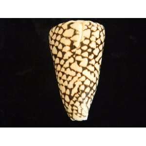  Marble Cone Seashell   Large 