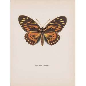   10 Colour Plate Of Papilio Zagreus (Butterfly) 