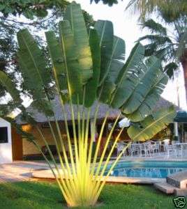 RAVENALA MADAGASCARIENSIS, BAUM D. REISENDEN, 20 SAMEN  