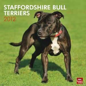  Staffordshire Bull Terriers 2012 Wall Calendar 12 X 12 