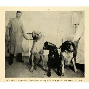 1911 Print Berlin Hospital Sick Dogs Treatment Pets   Original 