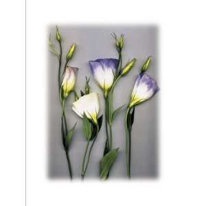 Blue Lizzianthus Poster Print