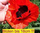 roter Riesenmohn Mohn 50 Samen, RIESIGE BLÜTEN BIS 18cm