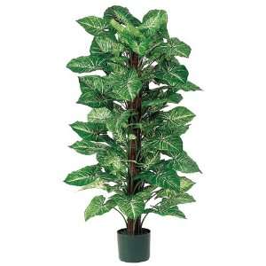   Syngonium Plant on Pole in Plastic Pot (Pack of 4)