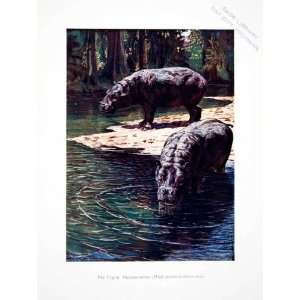  1906 Color Print Liberia Africa Pygmy Hippopotamus Harry 