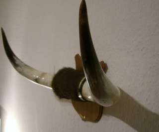 Trophäe Büffelhörner mit Fell „ Australien Bullook Horn „ in 