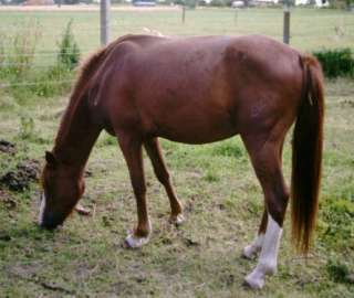 Quater Horse Mix in Sachsen Anhalt   Ballenstedt  Pferde & Zubehör 