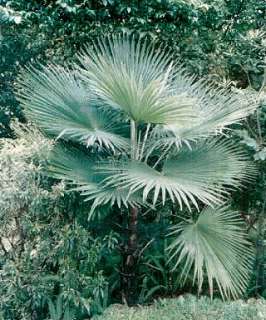 Samen Trachycarpus martianus (NepalForm)   Von Martius Hanfpalme