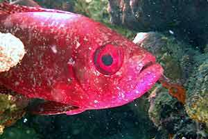Unterwasserwelten   Die Bewohner des Roten Meeres  Alain 