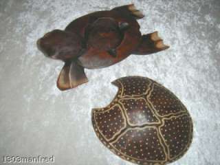 Schildkröte Schatulle Holz Sammler Deko Kunst  