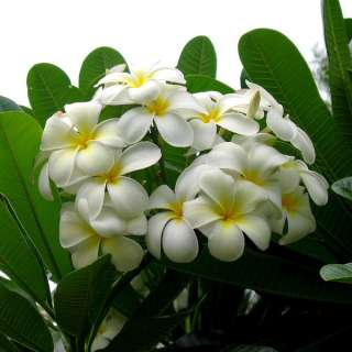   10 Graines FRANGIPANIER BLANC ARBUSTRE (Plumeria)