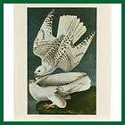John James Audubon Iceland or Ter Falcon Folio Colour O